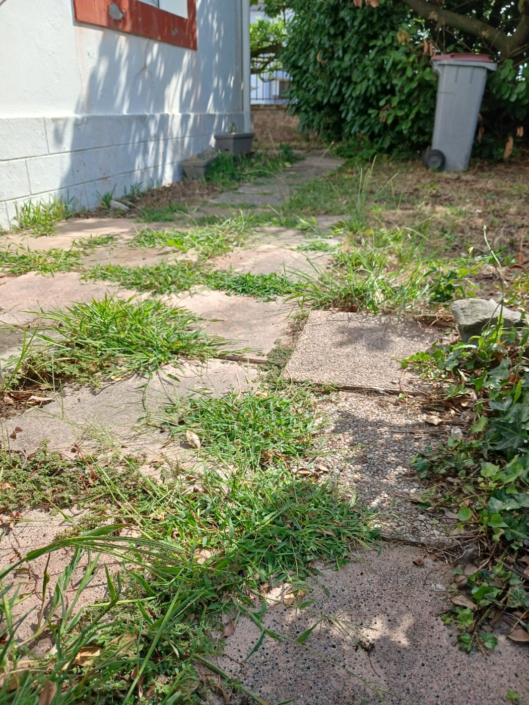 taille de haie, désherbage, Dax, réalisé par les jardins landais
