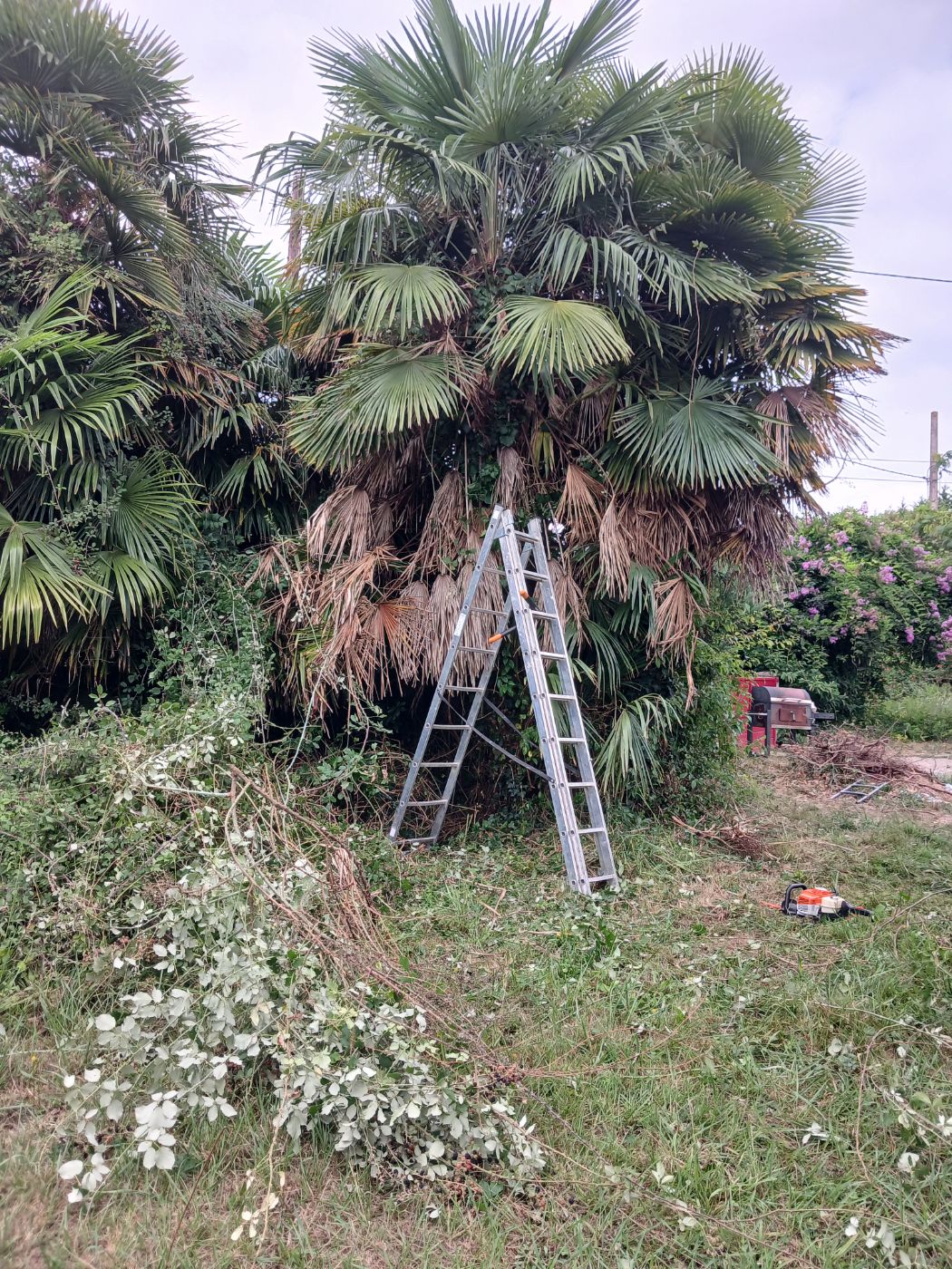 Débroussaillage,  nettoyage, Saubusse, réalisé par les jardins landais