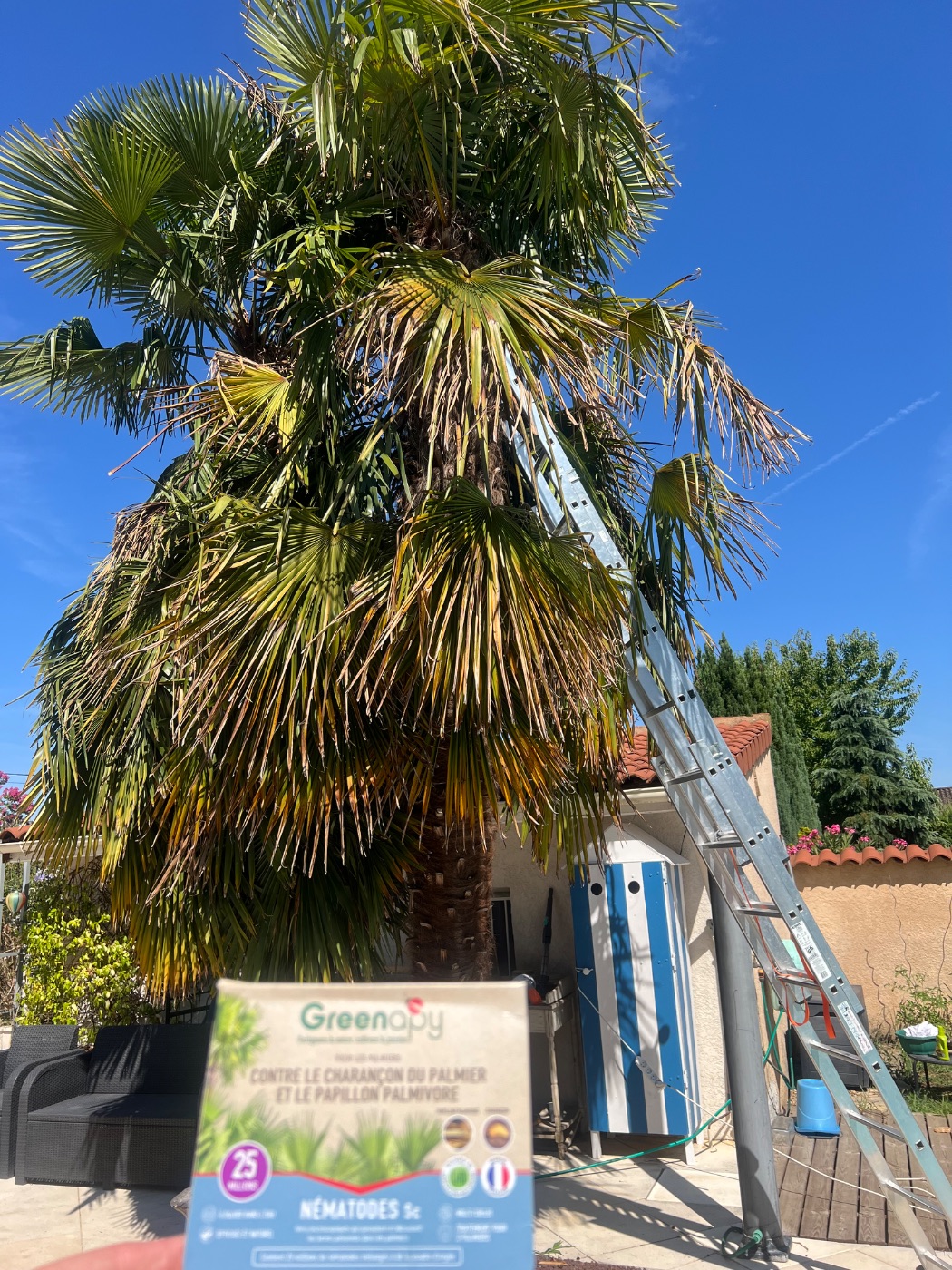 Sauvegarde des palmiers, Limas, réalisé par Lohmgarden