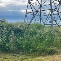 Débroussaillage à Montbeton, réalisé par Marca Paysage