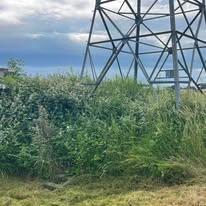 Chantier d'entretien de jardin réalisé par Marca Paysage, paysagiste du réseau Factotum, près de Saint-Étienne-de-Tulmont