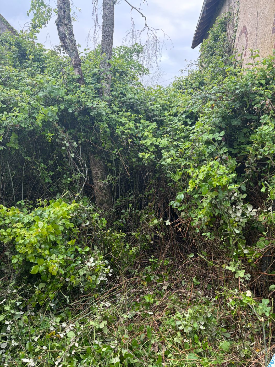 🌿 Remise en état complète à Morand 🌿, Morand, réalisé par Nico services