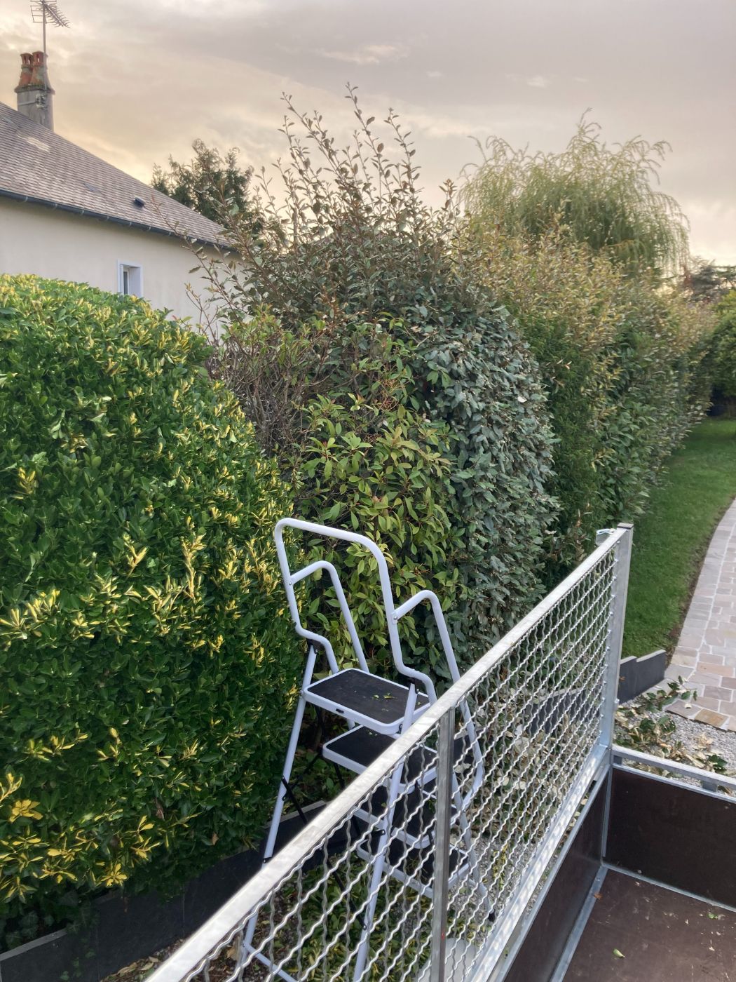 Taille de haie à Amboise, réalisé par Nico services
