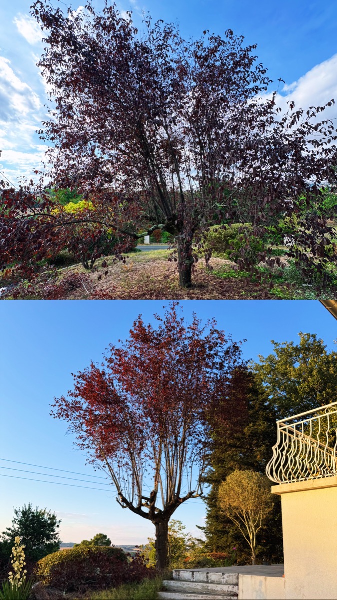 Chantier d'entretien de jardin réalisé par ORC JARDIN MONTAUBAN, paysagiste, près de Montauban