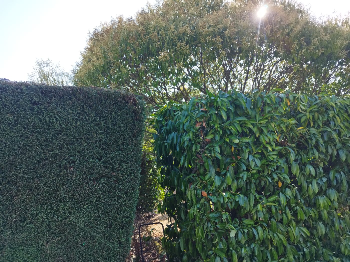 Taille de haies, Saint-Lys, réalisé par Pascal le Jardinier
