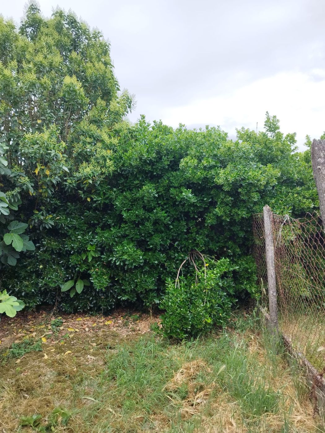 Taille haies, Grépiac, réalisé par Pascal le Jardinier