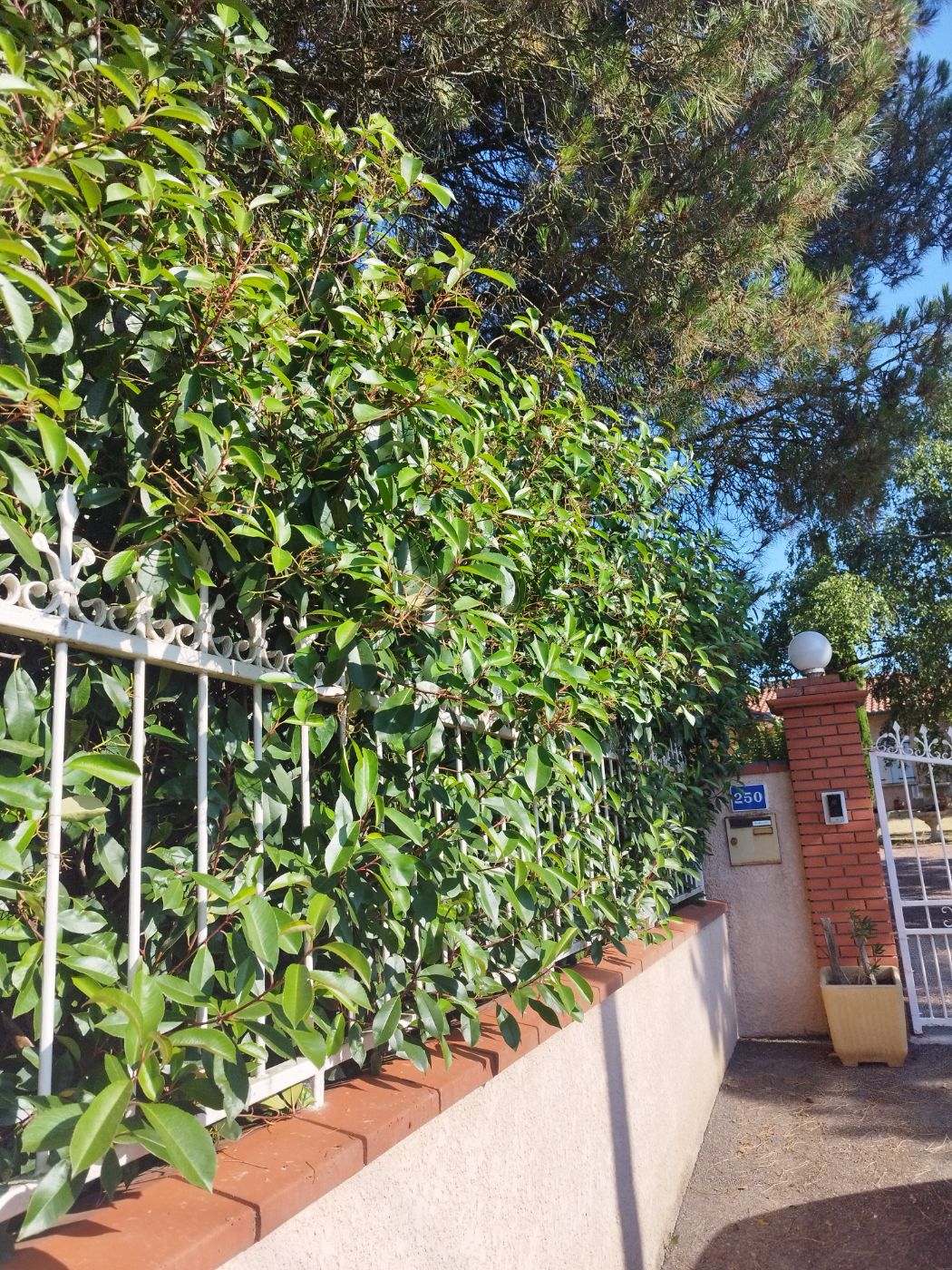 Taille de haies, Rieumes, réalisé par Pascal le Jardinier