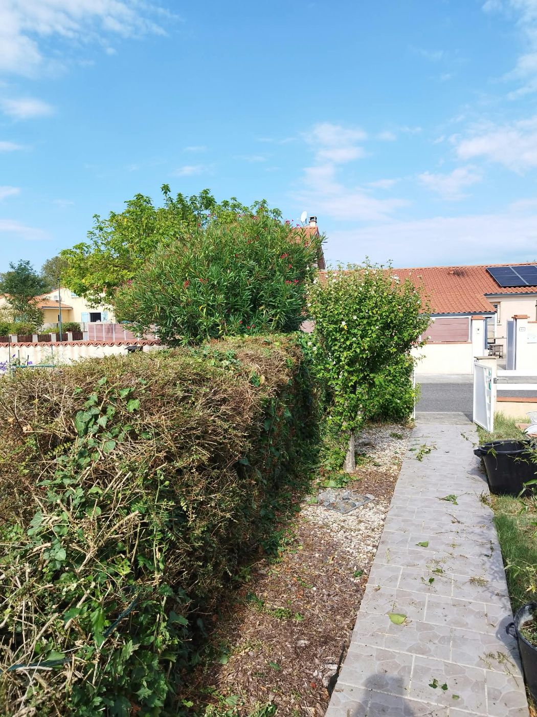 Taille et rafraichissement., Noé, réalisé par Pascal le Jardinier