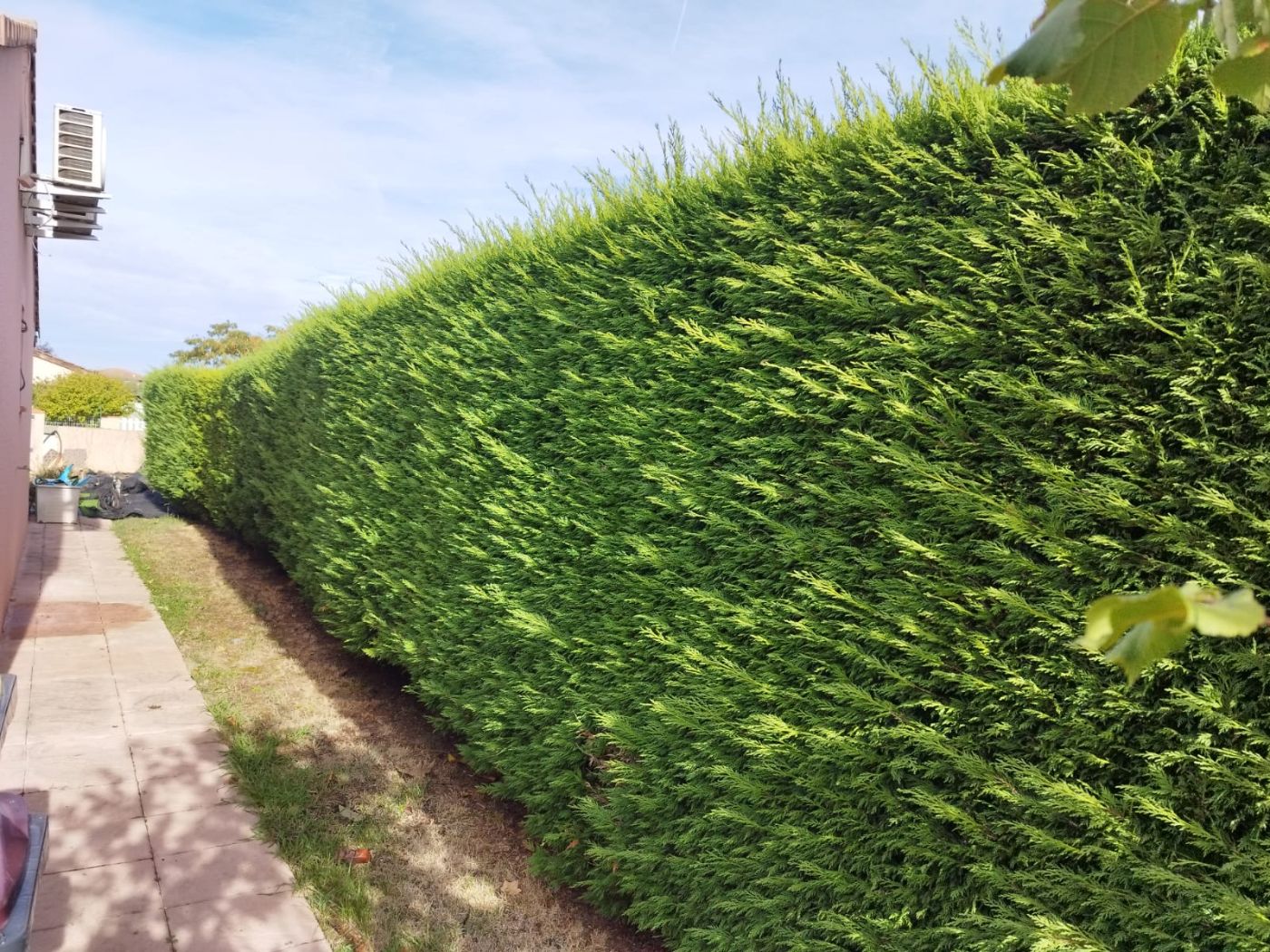 Chantier de Taille de haie réalisé à Saint-Lys par Pascal le Jardinier, paysagiste du réseau Factotum