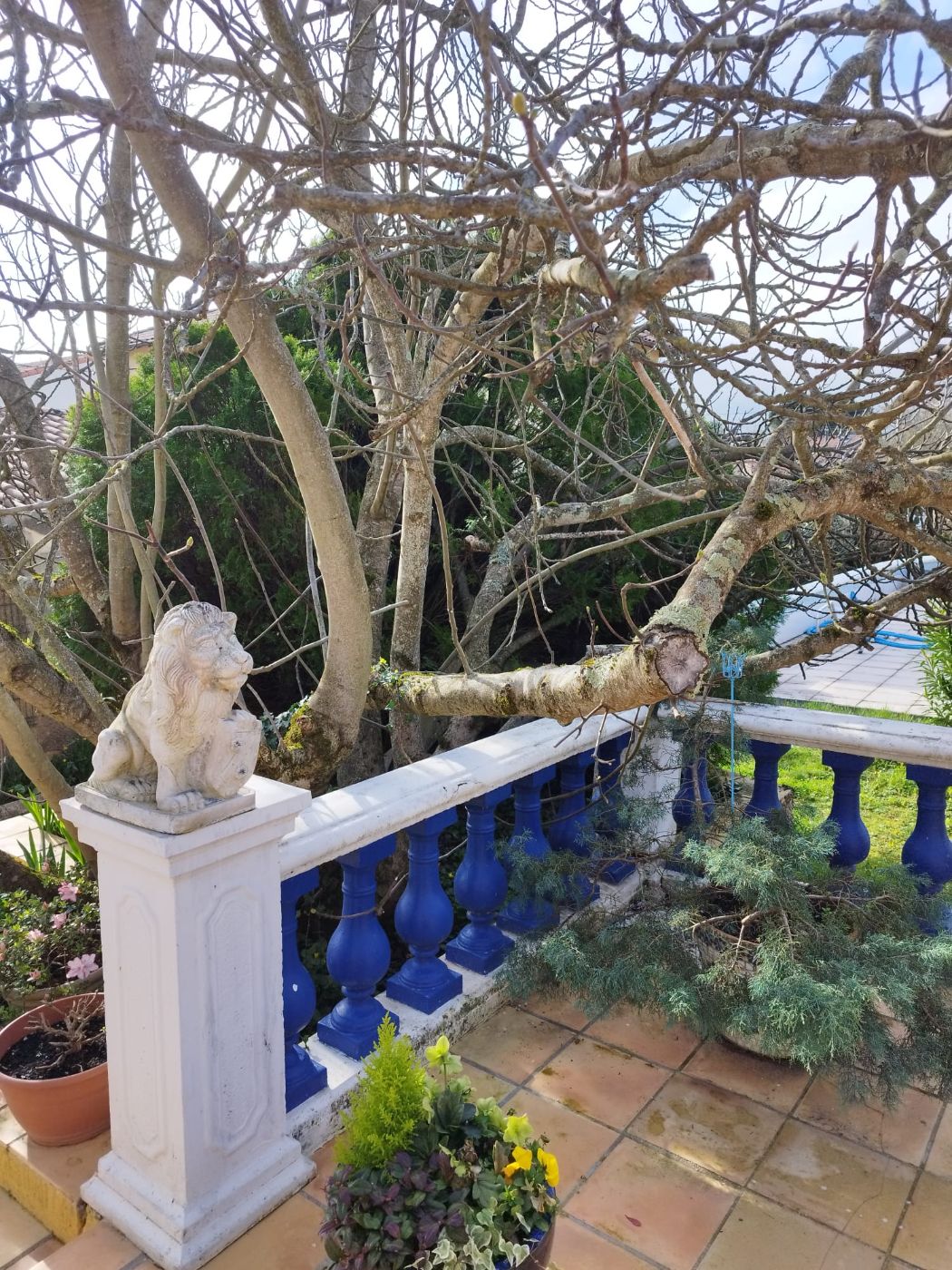 Figuier envahissant., Frouzins, réalisé par Pascal le Jardinier