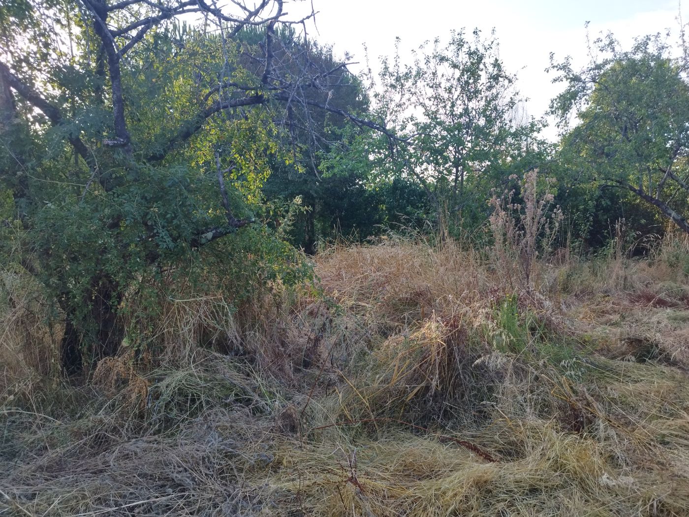 Débroussaillage, Bérat, réalisé par Pascal le Jardinier