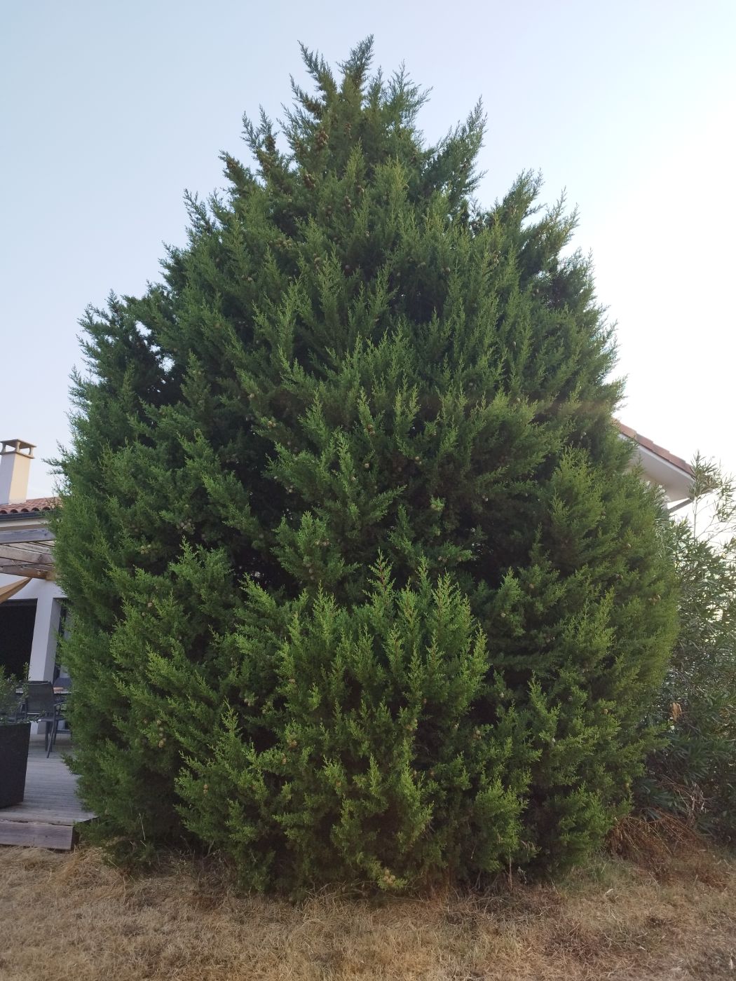Taille cyprès géant, Seysses-Savès, réalisé par Pascal le Jardinier