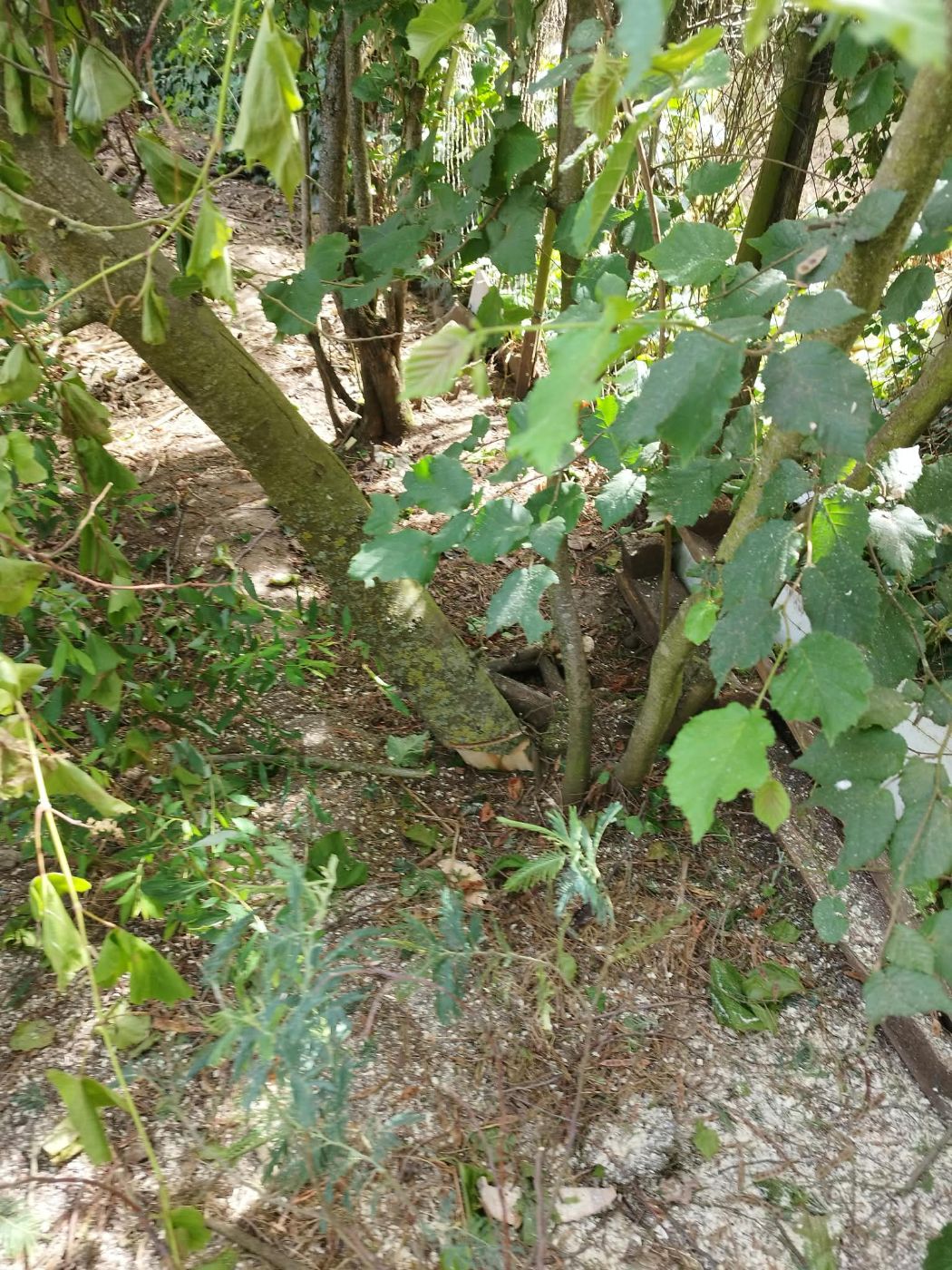 Chantier de Évacuation de déchets verts réalisé à Bérat par Pascal le Jardinier, paysagiste du réseau Factotum