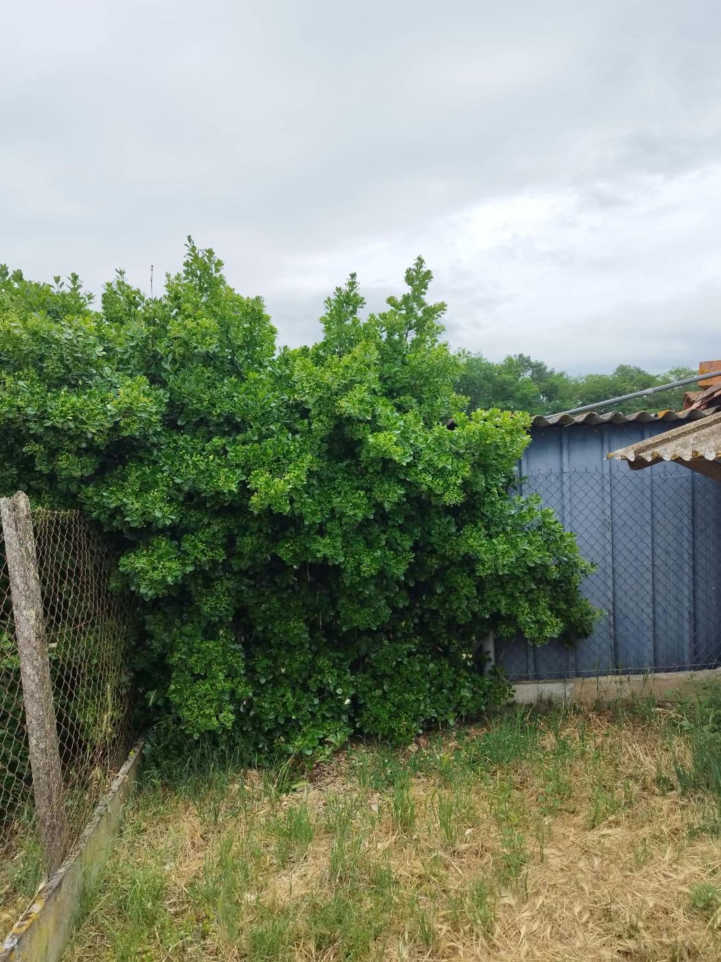 Taille haies, Grépiac, réalisé par Pascal le Jardinier