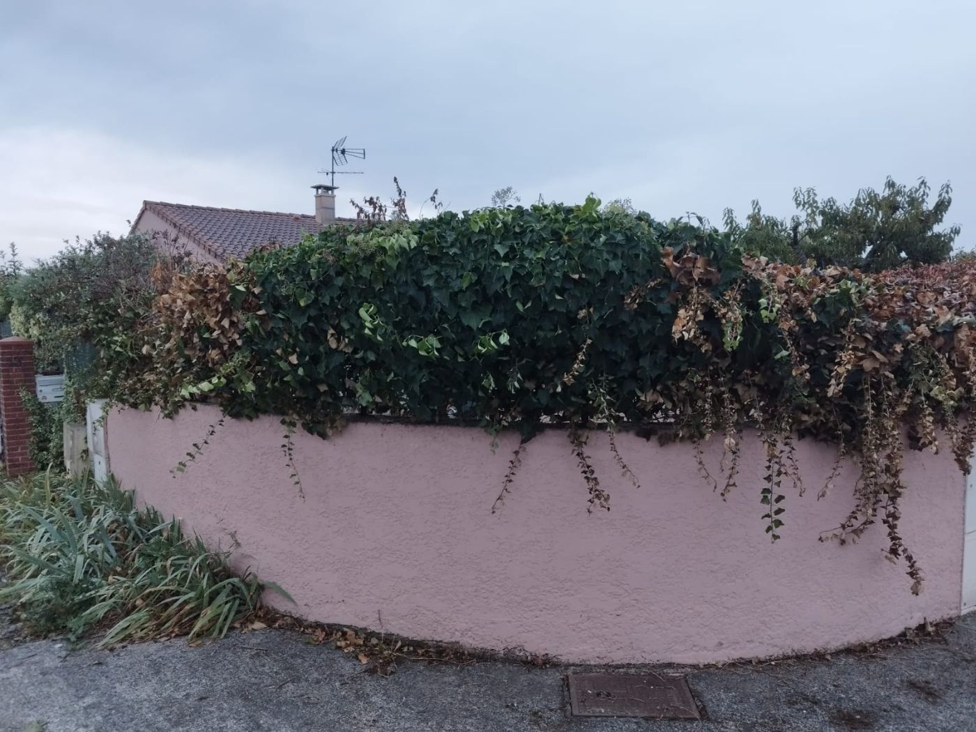 Chantier de Taille de haie réalisé à Saint-Lys par Pascal le Jardinier, paysagiste du réseau Factotum