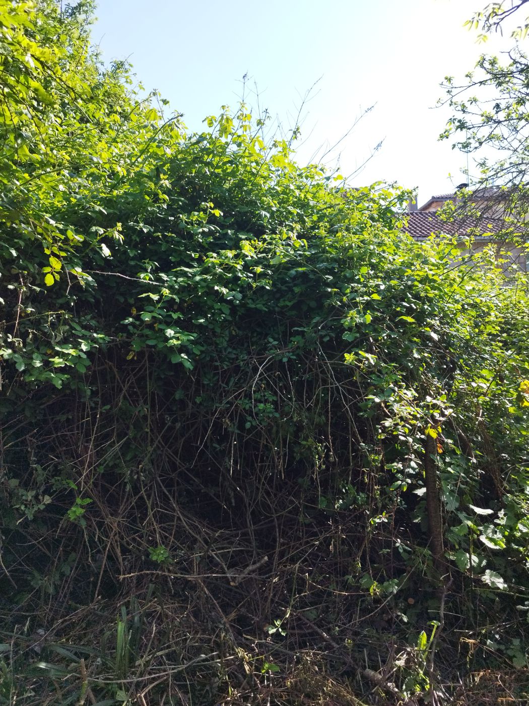 Chantier de Débroussaillage réalisé à Bérat par Pascal le Jardinier, paysagiste du réseau Factotum
