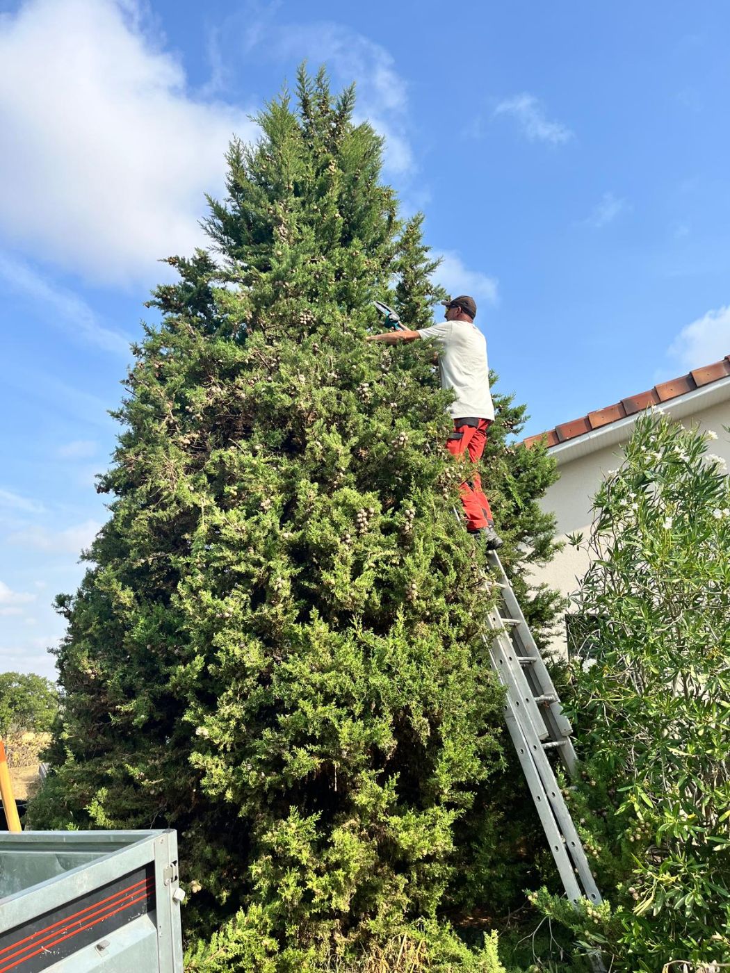 Taille cyprès géant, Seysses-Savès, réalisé par Pascal le Jardinier