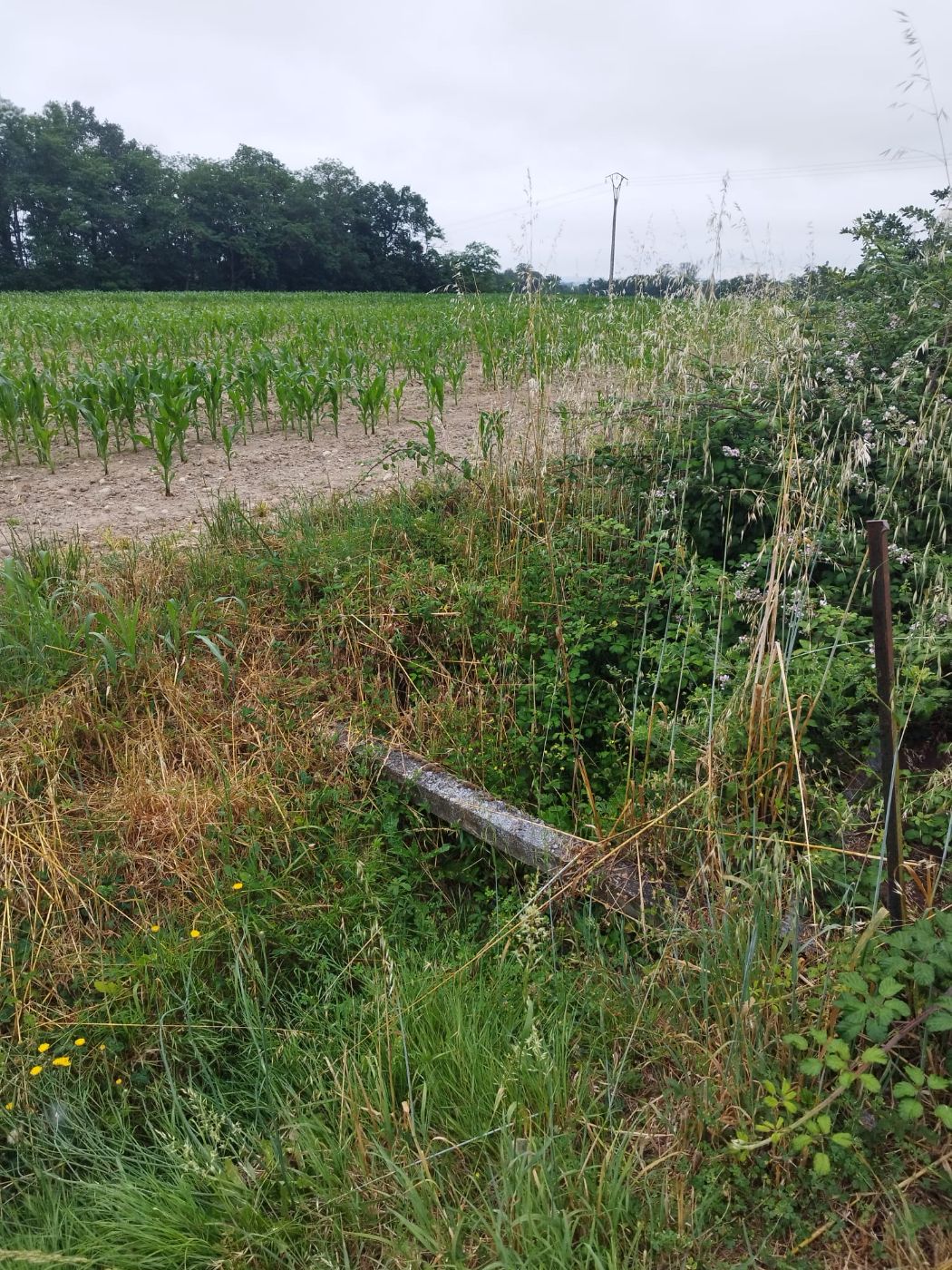 Taille haies, Grépiac, réalisé par Pascal le Jardinier