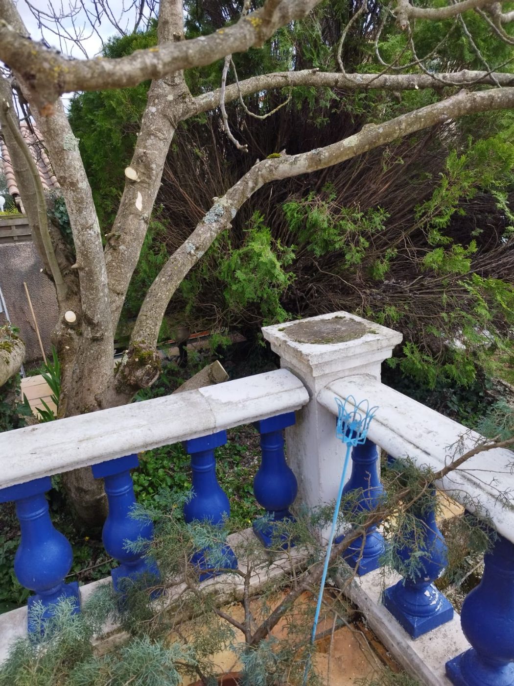 Figuier envahissant., Frouzins, réalisé par Pascal le Jardinier