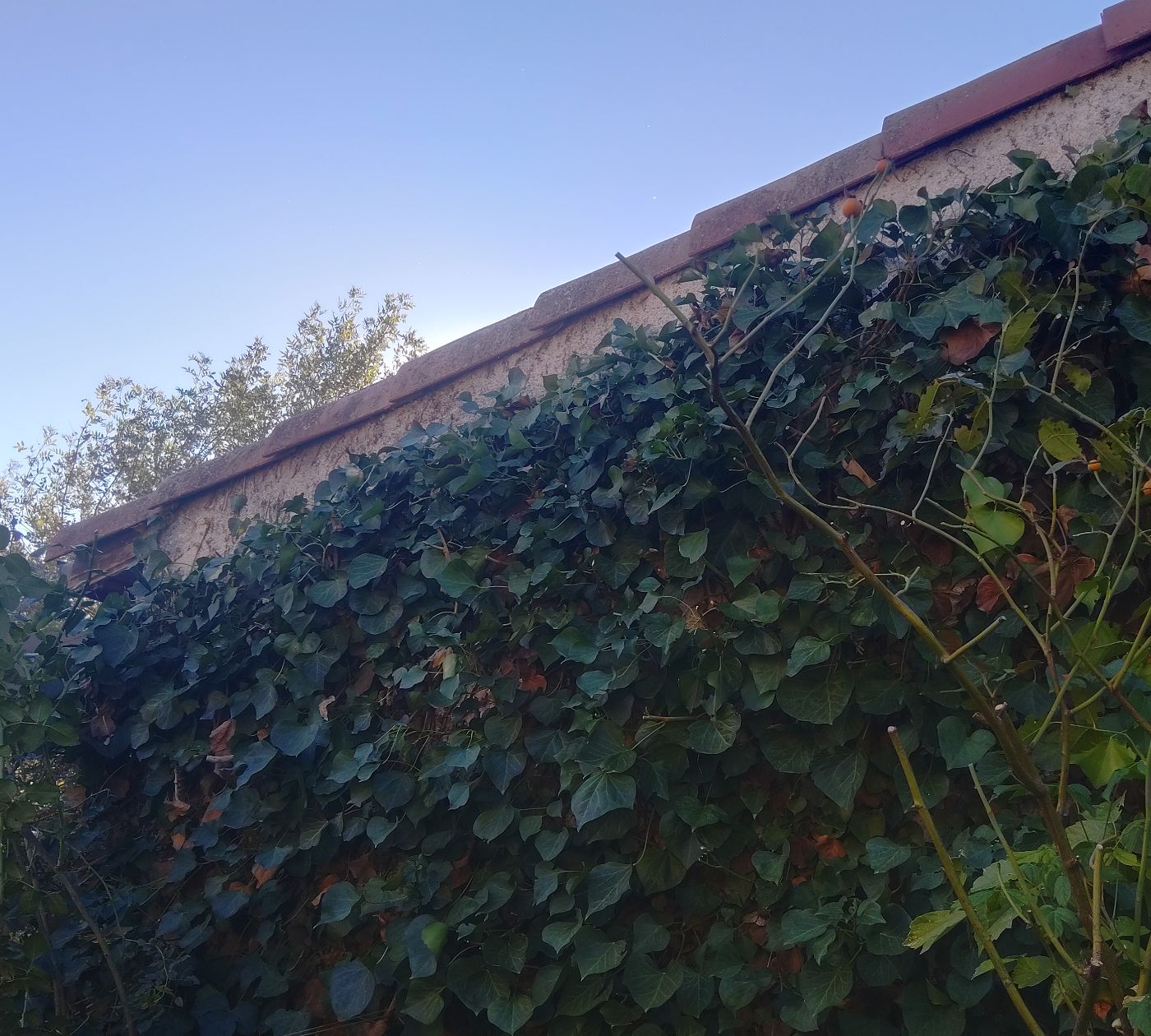 Nettoyage de jardin, Eaunes, réalisé par SAKARY