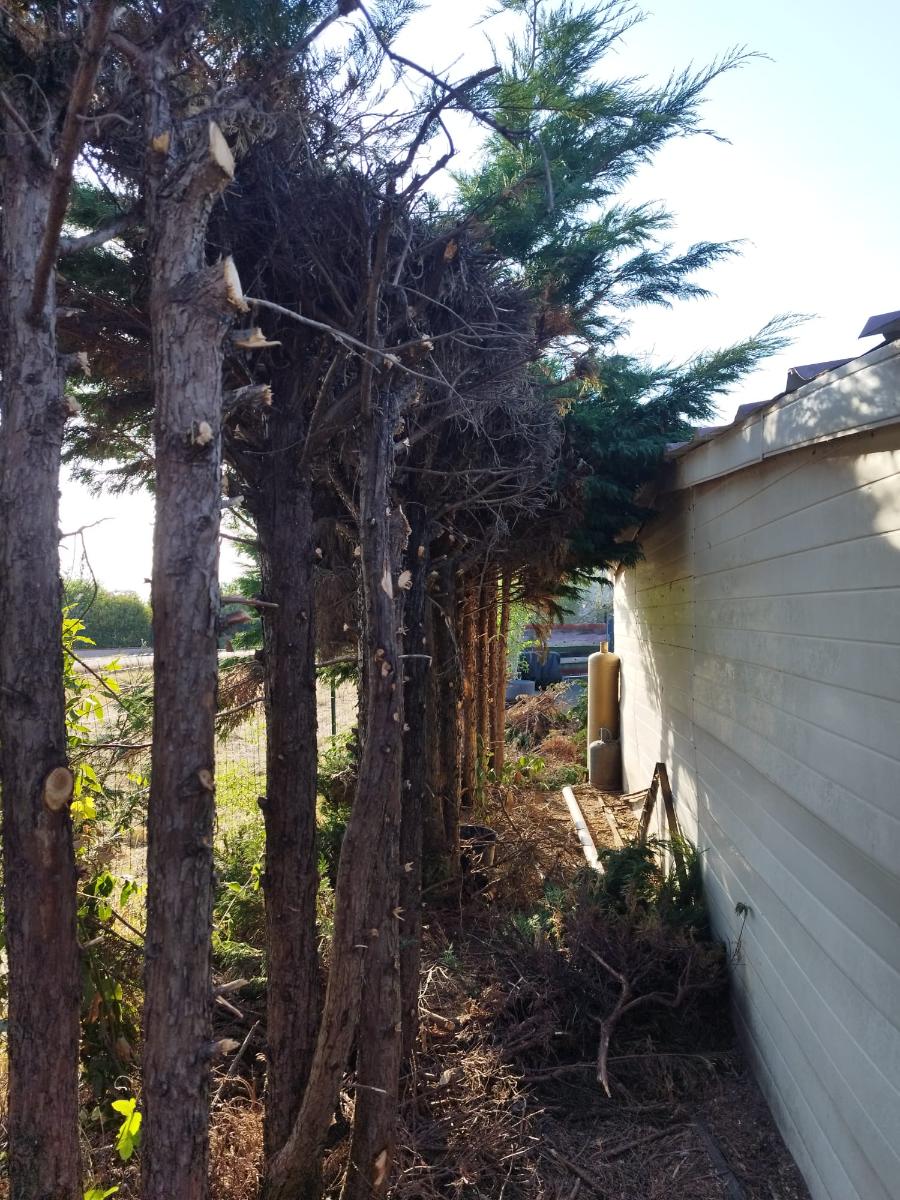 Chantier d'entretien de jardin réalisé par SAKARY, paysagiste du réseau Factotum, près de Beauzelle