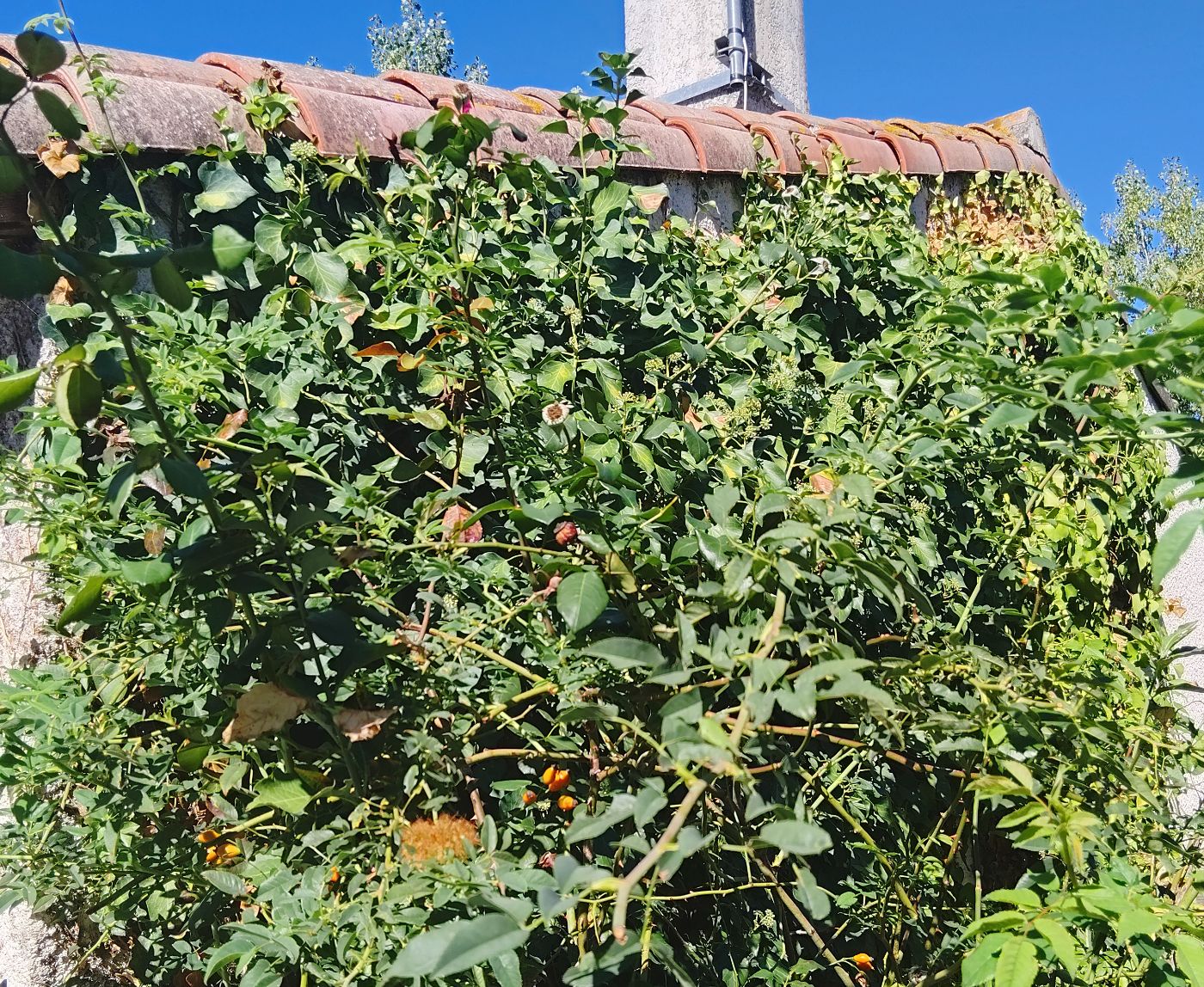 Nettoyage de jardin, Eaunes, réalisé par SAKARY