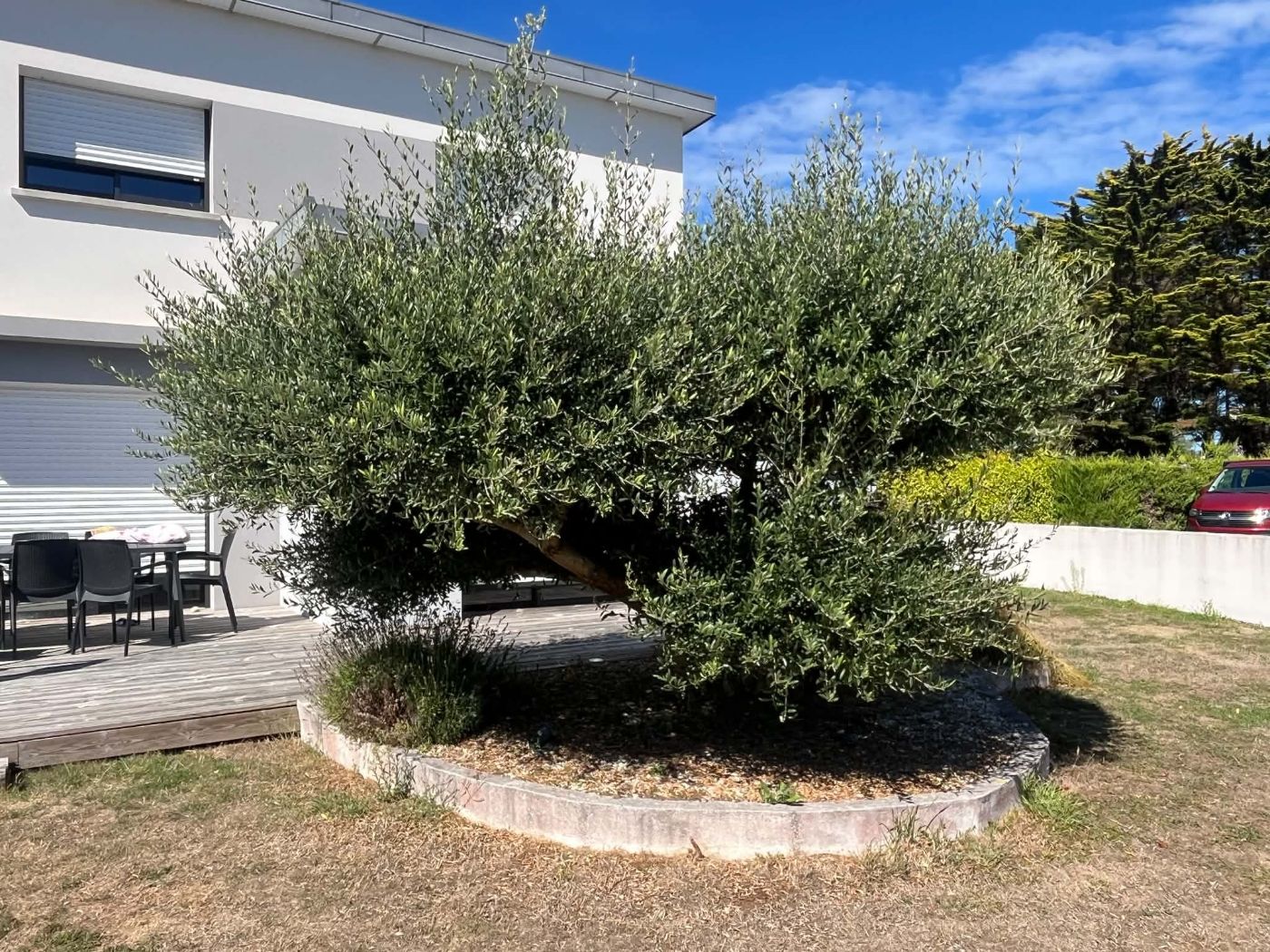 Remise en forme Olivier et Lonicera Nitida, Loctudy, réalisé par TEVENN