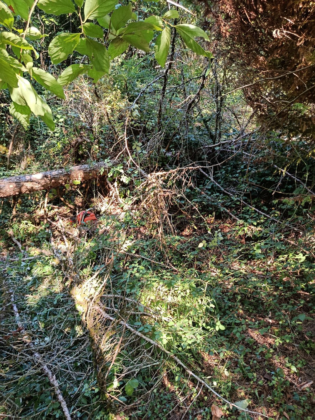 Valorisation d'un jardin en friche, Montseron, réalisé par Thibaud Zerr