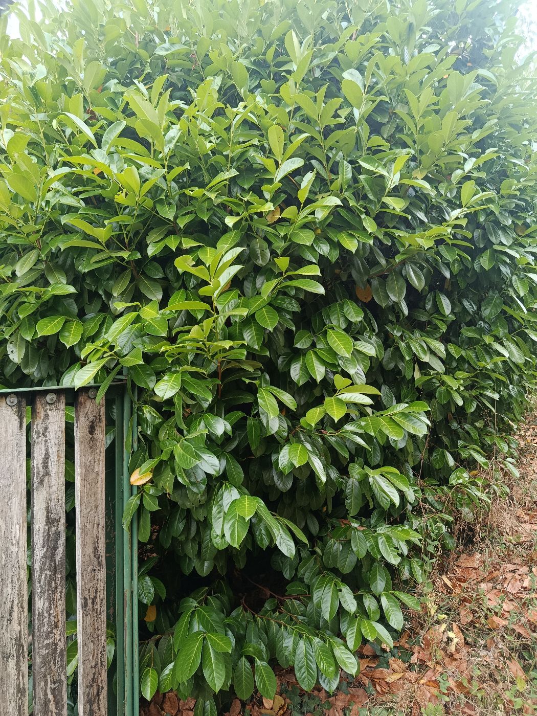 Arrachage de haie, Montbrun-Bocage, réalisé par Thibaud Zerr